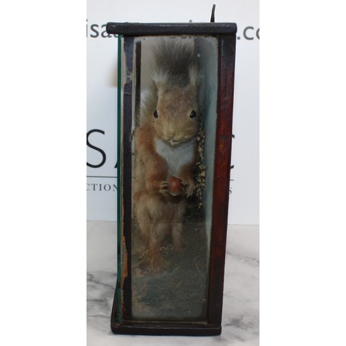 335 - Red Squirrel In A Display Case
Dimensions 27cm x 27cm
COLLECTION ONLY DUE TO GLASS