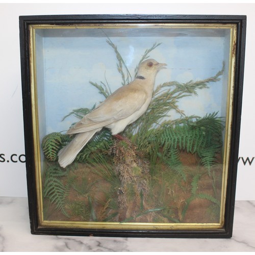 336 - Collard Dove In A Display Case
Dimensions 35.5cm x 34.5cm
COLLECTION ONLY DUE TO GLASS