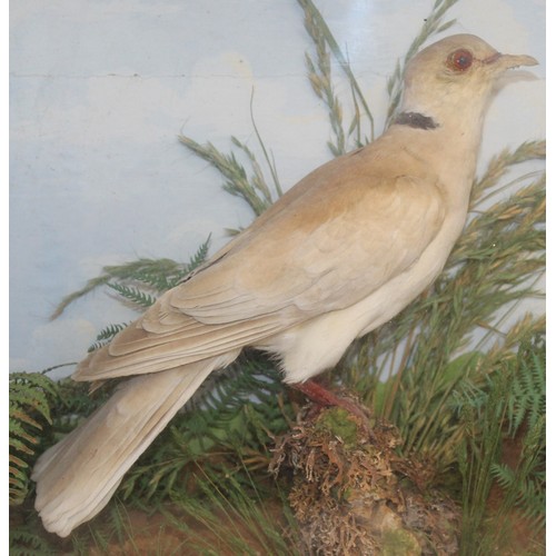 336 - Collard Dove In A Display Case
Dimensions 35.5cm x 34.5cm
COLLECTION ONLY DUE TO GLASS