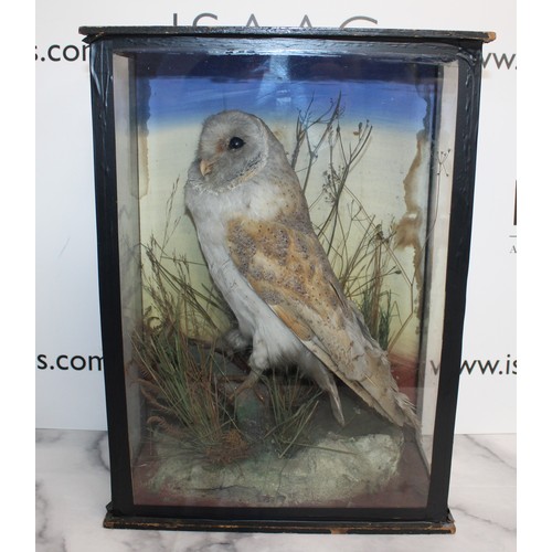 337 - Barn Owl In A Display Case
Dimensions 44cm x 33cm
COLLECTION ONLY DUE TO GLASS