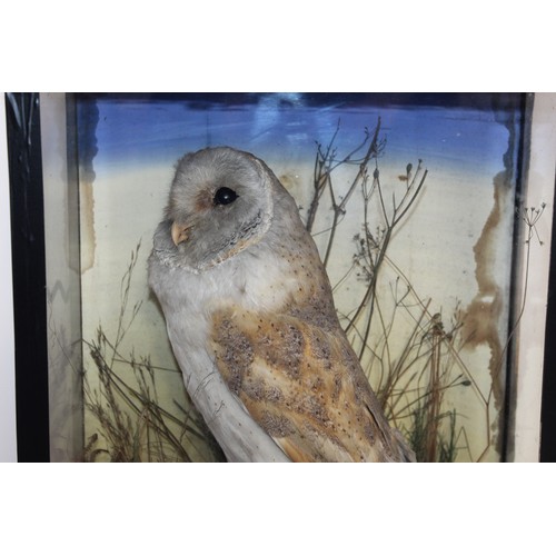 337 - Barn Owl In A Display Case
Dimensions 44cm x 33cm
COLLECTION ONLY DUE TO GLASS