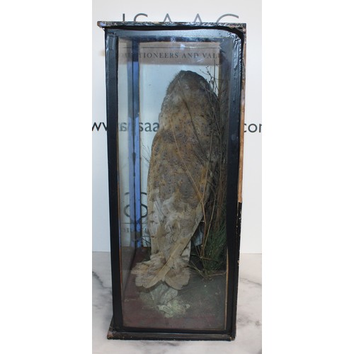 337 - Barn Owl In A Display Case
Dimensions 44cm x 33cm
COLLECTION ONLY DUE TO GLASS