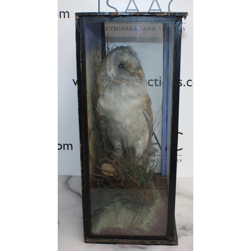 337 - Barn Owl In A Display Case
Dimensions 44cm x 33cm
COLLECTION ONLY DUE TO GLASS