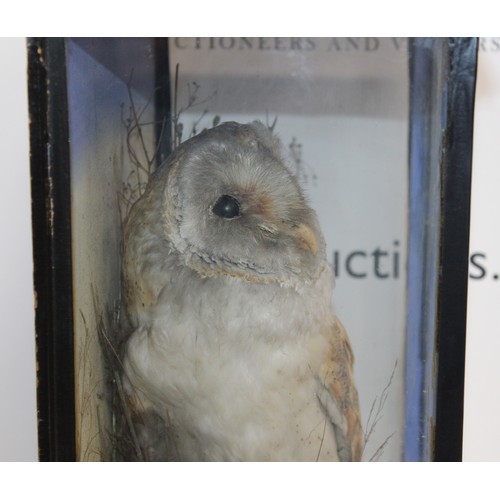 337 - Barn Owl In A Display Case
Dimensions 44cm x 33cm
COLLECTION ONLY DUE TO GLASS