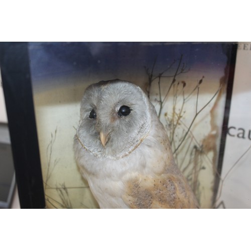 337 - Barn Owl In A Display Case
Dimensions 44cm x 33cm
COLLECTION ONLY DUE TO GLASS