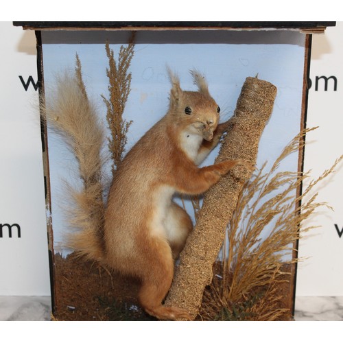 338 - Red Squirrel In Case No Glass
Size 36cm x 28cm
Collection only