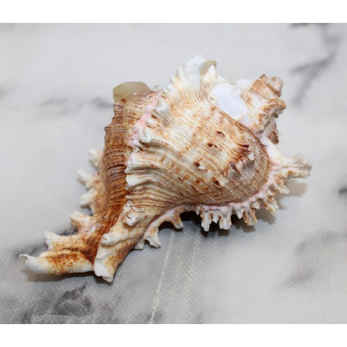 68 - 4 x Collectable Shells Largest: 23cm
COLLECTION ONLY