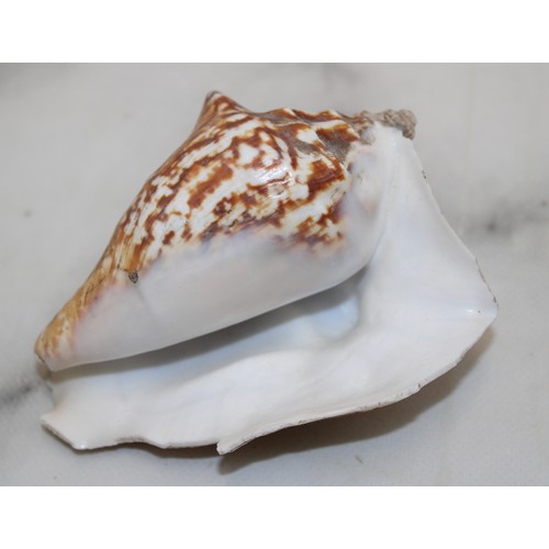 68 - 4 x Collectable Shells Largest: 23cm
COLLECTION ONLY