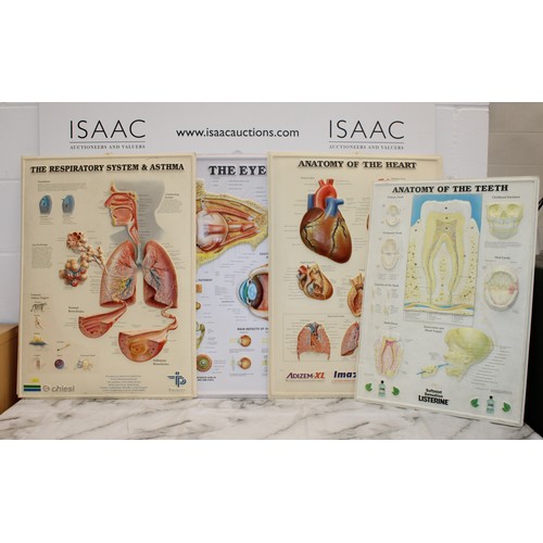 241 - 4 x Plastic Medical Signs Including The The respiratory System, The Eye, The Heart And The teeth Siz... 