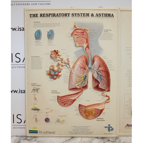 241 - 4 x Plastic Medical Signs Including The The respiratory System, The Eye, The Heart And The teeth Siz... 