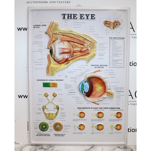 241 - 4 x Plastic Medical Signs Including The The respiratory System, The Eye, The Heart And The teeth Siz... 