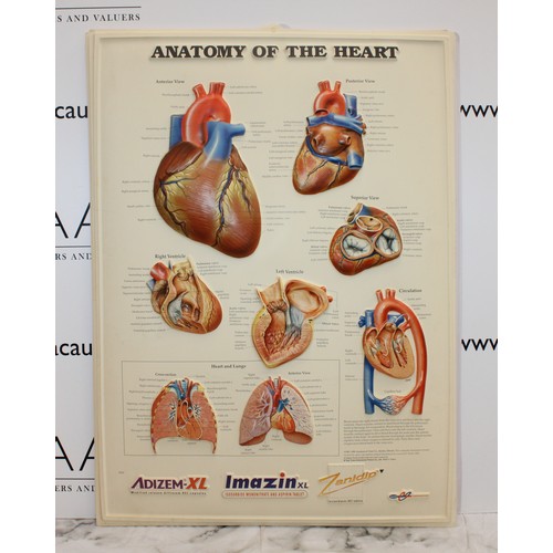 241 - 4 x Plastic Medical Signs Including The The respiratory System, The Eye, The Heart And The teeth Siz... 