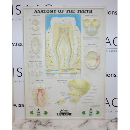 241 - 4 x Plastic Medical Signs Including The The respiratory System, The Eye, The Heart And The teeth Siz... 