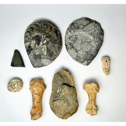 1 - Prehistoric Artefact/Fossil Group (8). 21mm - 87mm. To include, Pleistocene, Ursus Spelaeus-cave bea... 