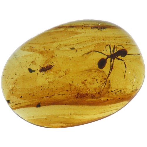 3 - Ancient Burmese fossil Amber with an extinct Sphecomyrma Ant. 17mm. Also known as Burmite or Kachin ... 