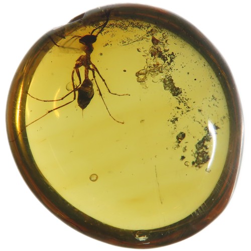 5 - Ancient Burmese fossil Amber with a rarely seen large Ant with stinger. 17mm. Also known as Burmite ... 