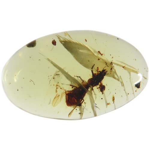 8 - Ancient Burmese fossil Amber with a Scarab Beetle (Passalopalpidae) insect. 19.5mm. Also known as Bu... 