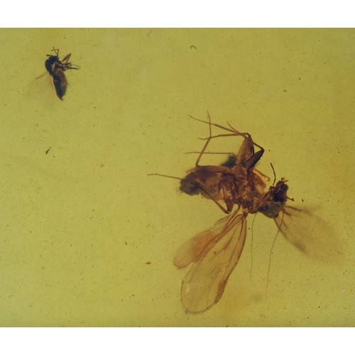 10 - Ancient Burmese fossil Amber with a Pscoptera insect. 23.2mm. Also known as Burmite or Kachin amber,... 