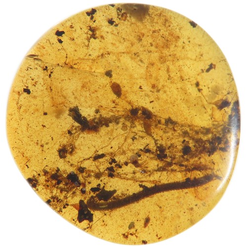 11 - Ancient Burmese fossil Amber with Millipede insect. 17.6mm. Also known as Burmite or Kachin amber, i... 