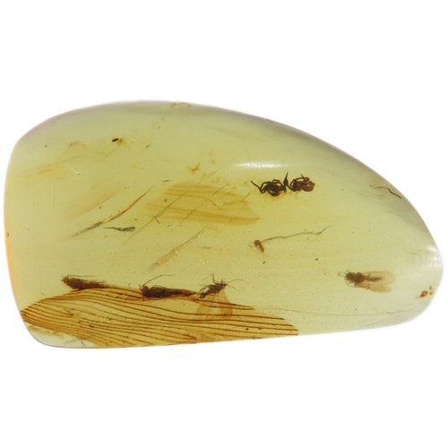 12 - Ancient Burmese fossil Amber with two spiderlings and several winged insects. 27mm. Also known as Bu... 