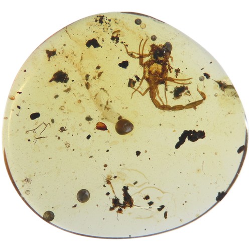 13 - Ancient Burmese fossil Amber with an extremely rare complete Scorpion. 21mm. Also known as Burmite o... 