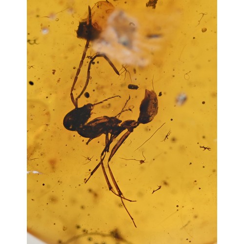 88 - Ancient Burmese fossil Amber with an extinct Sphecomyrma Ant. 15mm. Also known as Burmite or Kachin ... 