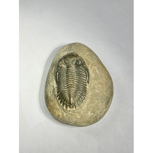 90 - Lower Devonian Trilobite fossil. circa 410 million years old. A well prepared and beautifully preser... 