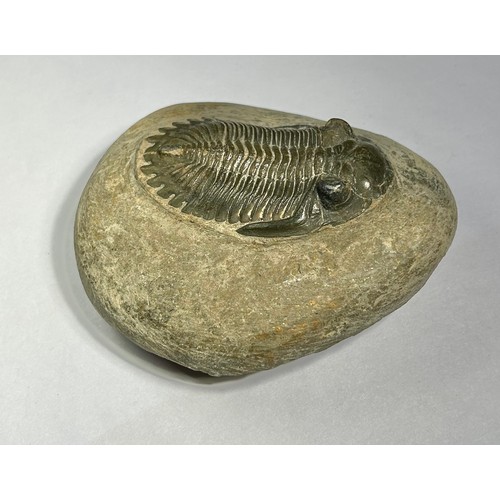 90 - Lower Devonian Trilobite fossil. circa 410 million years old. A well prepared and beautifully preser... 