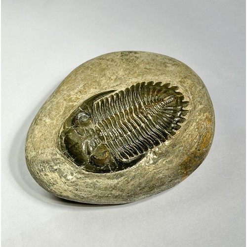 90 - Lower Devonian Trilobite fossil. circa 410 million years old. A well prepared and beautifully preser... 