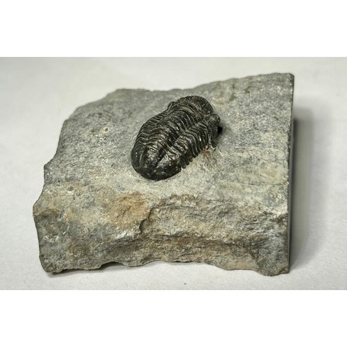 91 - Middle Devonian fossils (3), Metacanthina Trilobites from Issourmour, Djbel, Moroccan Sahara. Circa ... 