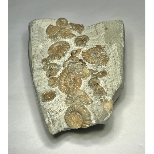 92 - Lower Jurassic Ammonite Cluster. Circa 200 Million Years Old. A very well prepared and preserved mat... 