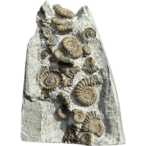 92 - Lower Jurassic Ammonite Cluster. Circa 200 Million Years Old. A very well prepared and preserved mat... 