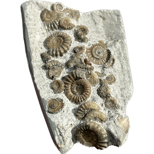 92 - Lower Jurassic Ammonite Cluster. Circa 200 Million Years Old. A very well prepared and preserved mat... 