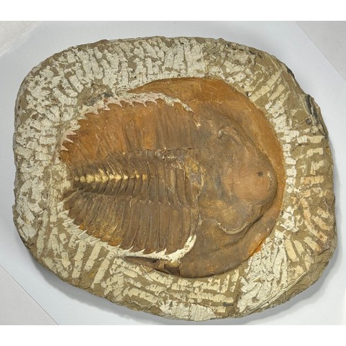 1 - Large Genuine Trilobite Fossil From Morocco. Andalusiana Paradoxides is a genus of large trilobites ... 