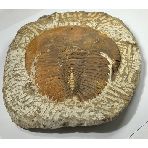 1 - Large Genuine Trilobite Fossil From Morocco. Andalusiana Paradoxides is a genus of large trilobites ... 