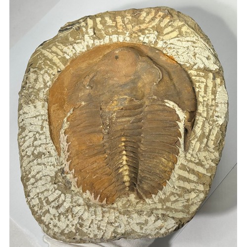 1 - Large Genuine Trilobite Fossil From Morocco. Andalusiana Paradoxides is a genus of large trilobites ... 