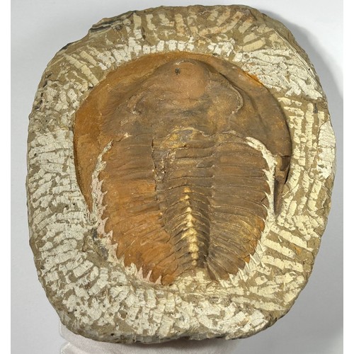 1 - Large Genuine Trilobite Fossil From Morocco. Andalusiana Paradoxides is a genus of large trilobites ... 