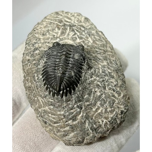 2 - Lower Devonian Trilobite fossil. circa 410 million years old. A well prepared and beautifully preser... 