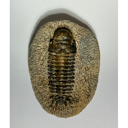 3 - Lower Devonian Trilobite fossil. circa 410 million years old. A well prepared and beautifully preser... 