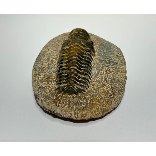 3 - Lower Devonian Trilobite fossil. circa 410 million years old. A well prepared and beautifully preser... 