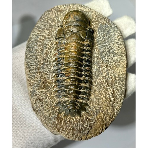 3 - Lower Devonian Trilobite fossil. circa 410 million years old. A well prepared and beautifully preser... 