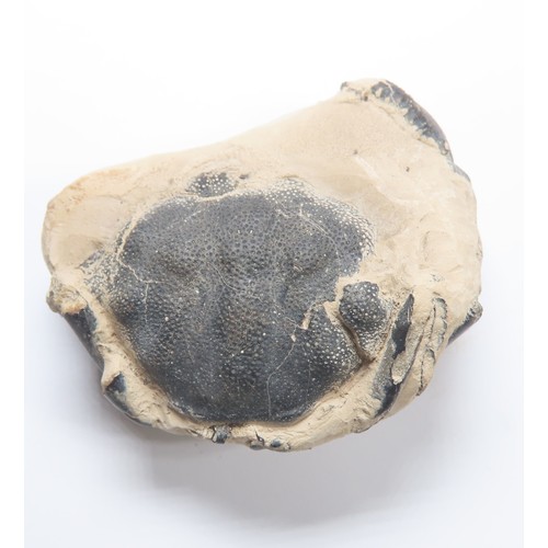 5 - London Clay fossil Crab group (4). To include, a large Xanthilites Bowerbank from the Isle of Sheppy... 