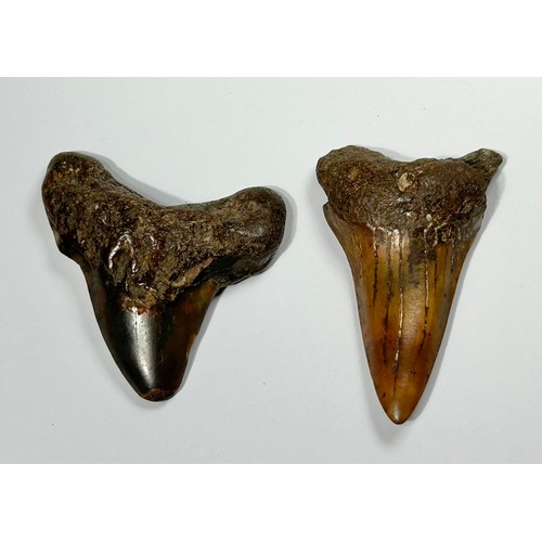 6 - Two Prehistoric Shark Teeth from the Otodus (Carcharocles) Angustidens - Megatooth Shark. Circa 17 m... 