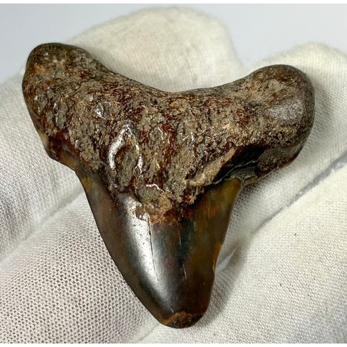 6 - Two Prehistoric Shark Teeth from the Otodus (Carcharocles) Angustidens - Megatooth Shark. Circa 17 m... 