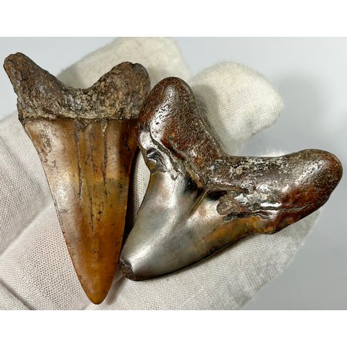 6 - Two Prehistoric Shark Teeth from the Otodus (Carcharocles) Angustidens - Megatooth Shark. Circa 17 m... 