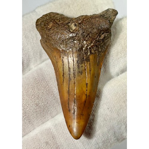 6 - Two Prehistoric Shark Teeth from the Otodus (Carcharocles) Angustidens - Megatooth Shark. Circa 17 m... 