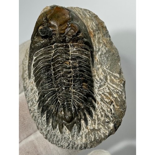 7 - Lower Devonian Trilobite fossil. circa 410 million years old. A well prepared and beautifully preser... 