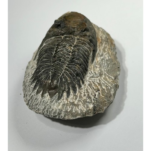 7 - Lower Devonian Trilobite fossil. circa 410 million years old. A well prepared and beautifully preser... 