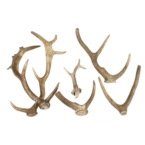 94 - Six pieces of antler G