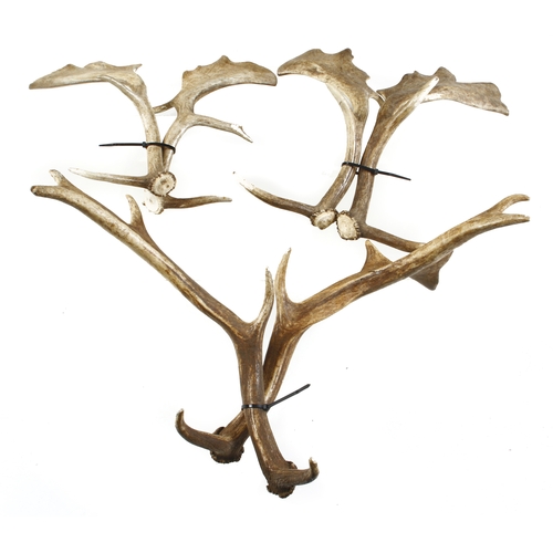 433 - Quantity of antlers G